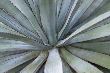 Succulent plant detail clipart