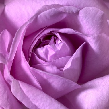 Pink rose flower closeup clipart