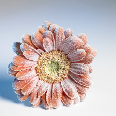 Iced gerbera flower clipart