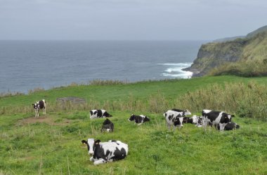 Cows in coastal ambiance clipart