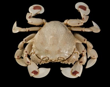 Moon crab isolated on black clipart