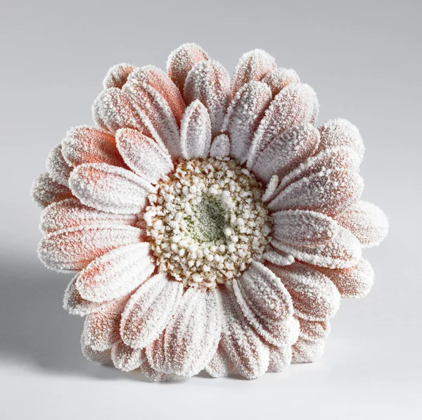 Iced gerbera blomma — Stockfoto
