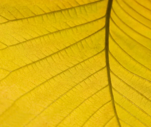 Geel autumn blad detail — Stockfoto