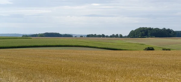 Landsbygdens bildmässigt jordbruk landskap på sommaren — Stockfoto