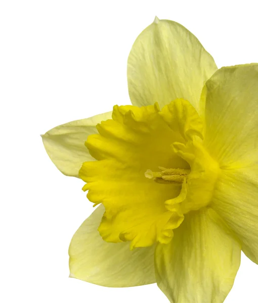Жовтий daffodil деталей — стокове фото