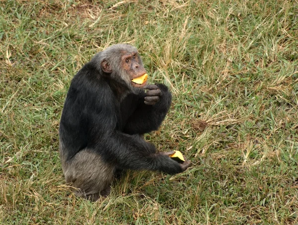 Schimpans äta på gräsbevuxen mark — Stockfoto