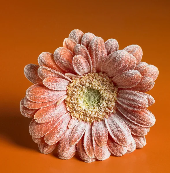 Flor de gerberas heladas —  Fotos de Stock