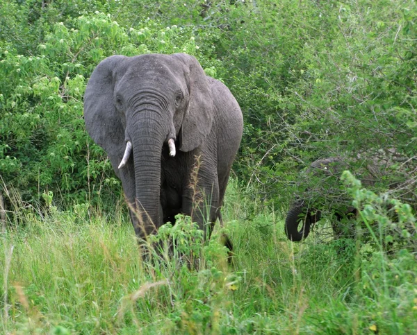 Éléphants en Ouganda — Photo