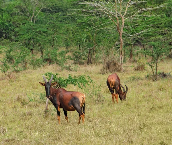 Tsessebe comum em África — Fotografia de Stock