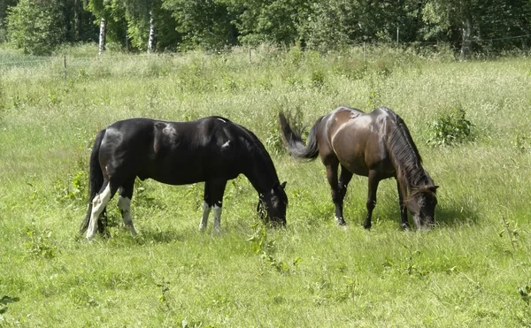 At dışarı iki at beslenen — Stok fotoğraf