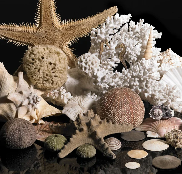 Sea life decoration — Stock Photo, Image