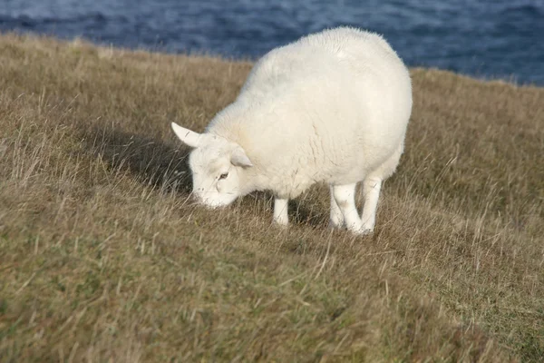 Grazing ovelhas na costa — Fotografia de Stock