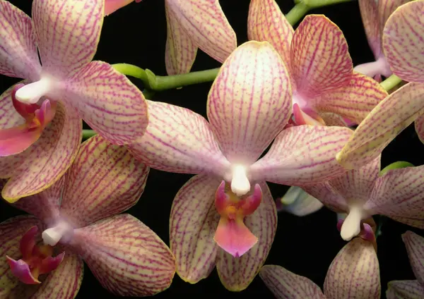 Färgglada orkidé blommor — Stockfoto