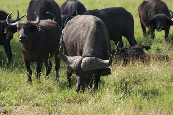 Buffalos africanos pastando em Uganda — Fotografia de Stock