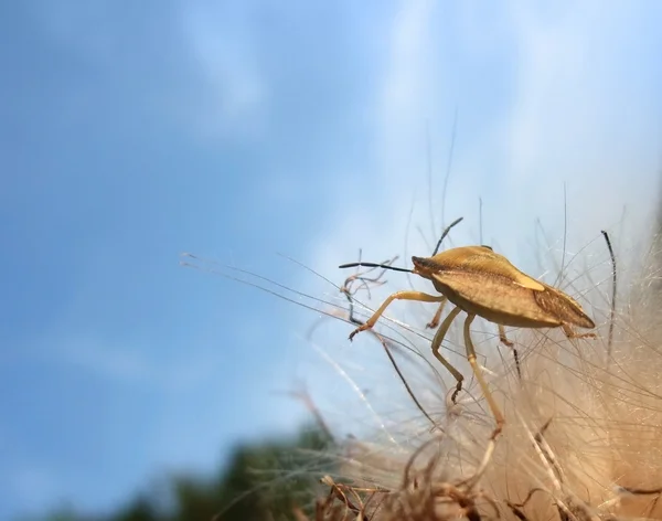Kokuşmuş böcek yaz zamanı — Stok fotoğraf