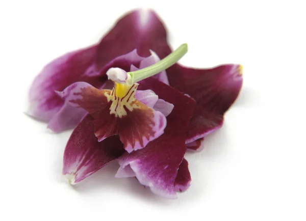 Vernietigde violette orchidee bloem — Stockfoto