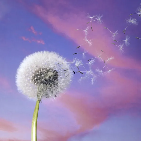 Maskros blowballin lila kvällshimlen — Stockfoto