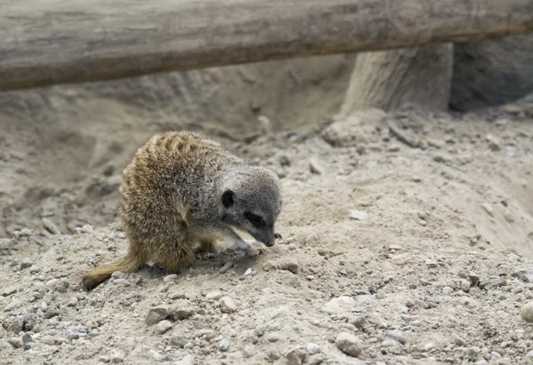 Meerkat op steenachtige grond — Stockfoto