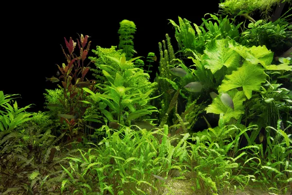 Plantas aquáticas — Fotografia de Stock