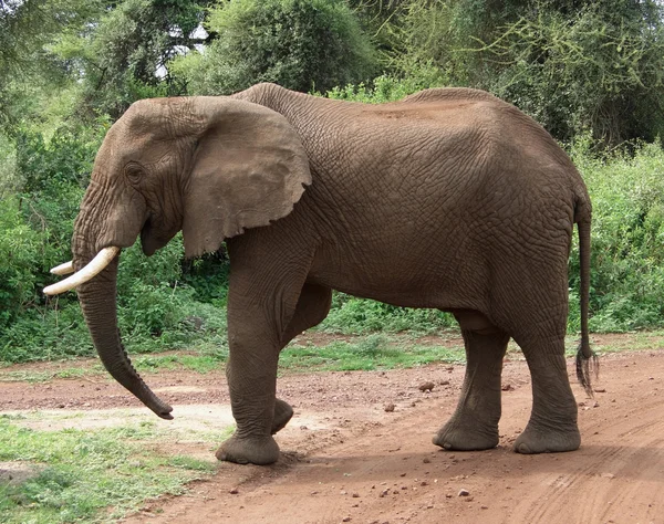 Elefante in Africa — Foto Stock