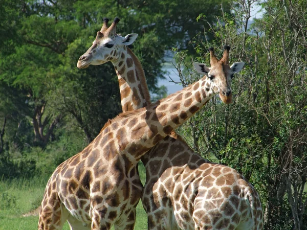 Giraffes at fight in Africa — Stock Photo, Image