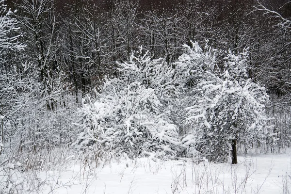 Snowy orman detay — Stok fotoğraf