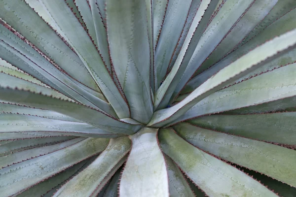 Detalhe suculento da planta — Fotografia de Stock