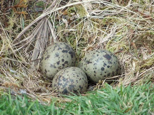 stock image Seagull´s nest