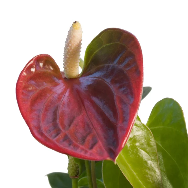 Fiore fenicottero rosso nella parte posteriore bianca — Foto Stock