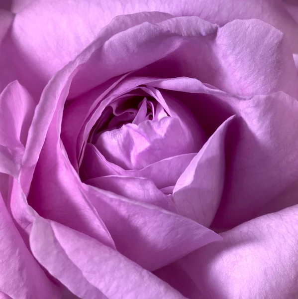 Pink rose flower closeup — Stock Photo, Image