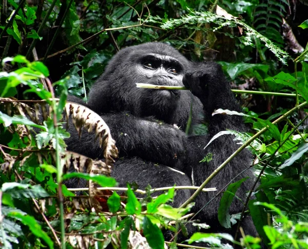 Gorilla in grüner Vegetation — Stockfoto