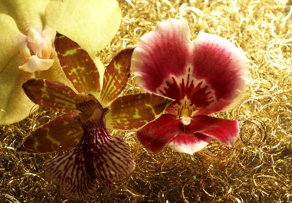 Orchideenblüten im goldenen Rücken — Stockfoto