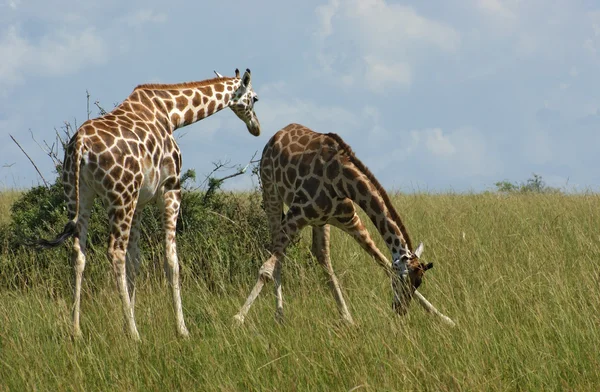 Zsiráfok-afrikai szavanna — Stock Fotó