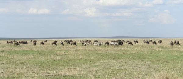 Vista panorámica con animales del Serengeti — Foto de Stock
