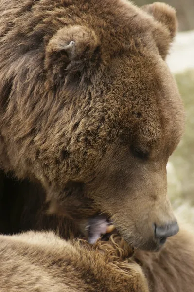 Niedźwiedź brunatny detal — Zdjęcie stockowe