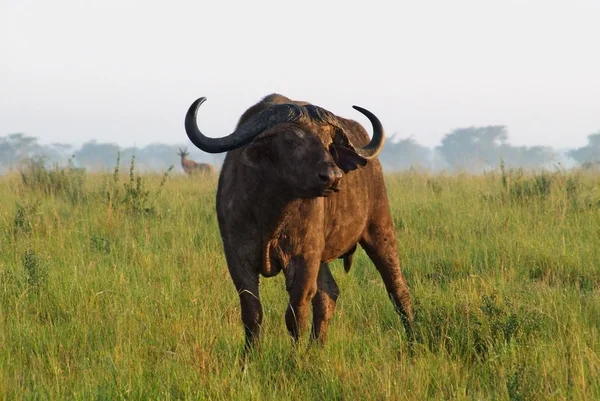 在乌干达的非洲水牛 — 图库照片