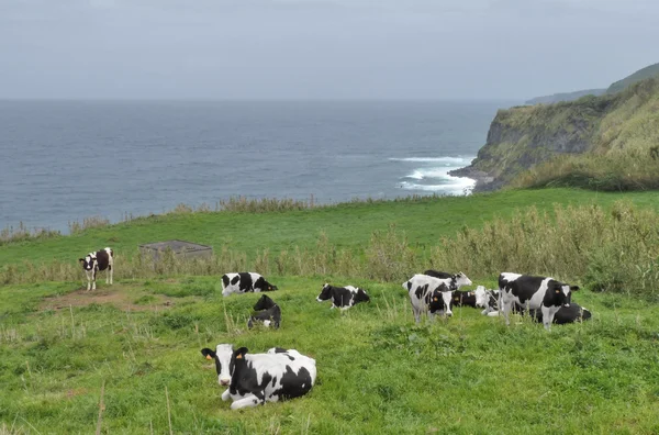 Cows in coastal ambiance — Stock Photo, Image
