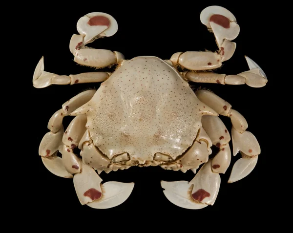 Moon crab isolated on black — Stock Photo, Image