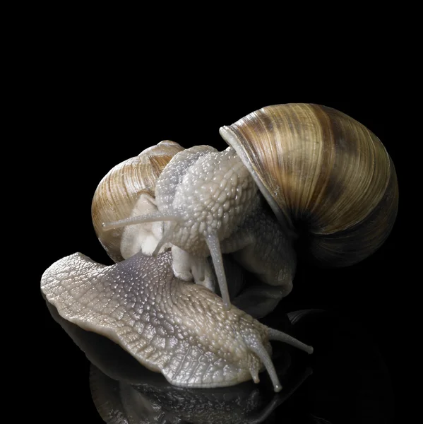 Two Grapevine snails on each other — Stock Photo, Image