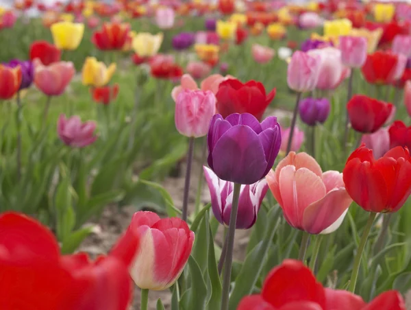 Campo colorido de tulipanes —  Fotos de Stock