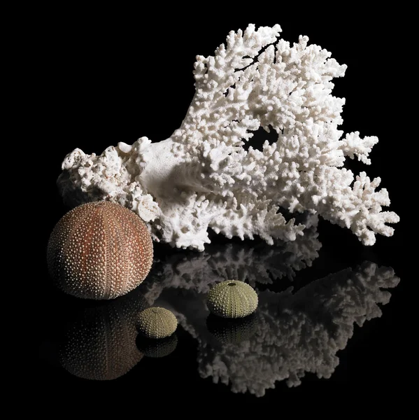 Koraal en zee-egels — Stockfoto