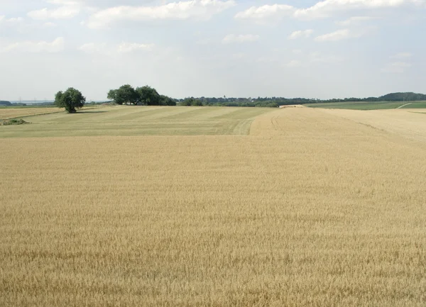 Vidéki képi mezőgazdasági táj, a nyári idő — Stock Fotó