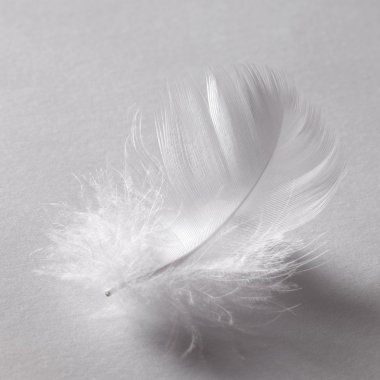 White down feather clipart