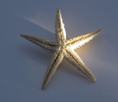 Starfish clipart
