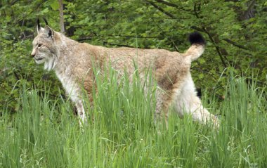 Eurasian Lynx in natural back clipart