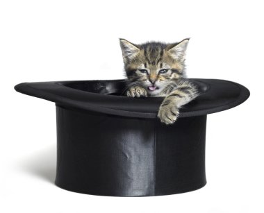 Funny kitten in top hat clipart