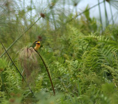 Little Bee-eater in green vegetation clipart