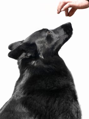 Black dog and award clipart