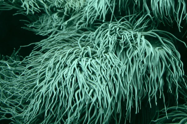 Tentakel anemon laut — Stok Foto
