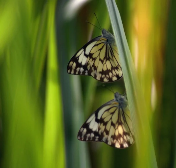 Motyle na trawę — Zdjęcie stockowe